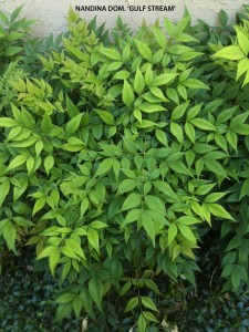 Nandina domestica 'Gulf Stream' - foliage